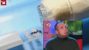 Муравьи Маника рубида. Пересадка с термоковриком. Новогодний выпуск.