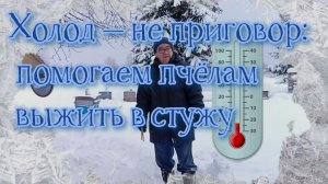 Как не дать пчёлам замёрзнуть: простые, но важные шаги