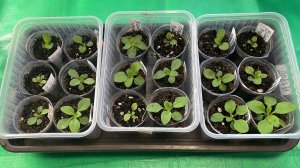 Петунии месяц от всходов. В каком же грунте Петуния развивается лучше 🤔