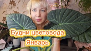 Будни цветовода. Январь