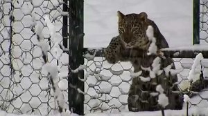 Играющие в снегу в Сочи леопарды попали на видео