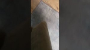 собака роза