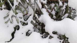 Спилили ёлочку в городе. Очень жаль.