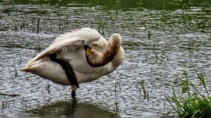 июнь 25, 2021-Диво видела  - Камышница, лебедь, цапля на пруду