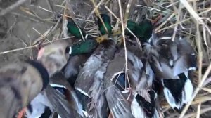 ЛЁД ВСТАЛ, А УТКА ДУРОМ ПРЕТ! КАК ТАКОЕ ВОЗМОЖНО Охота на утку с чучелами