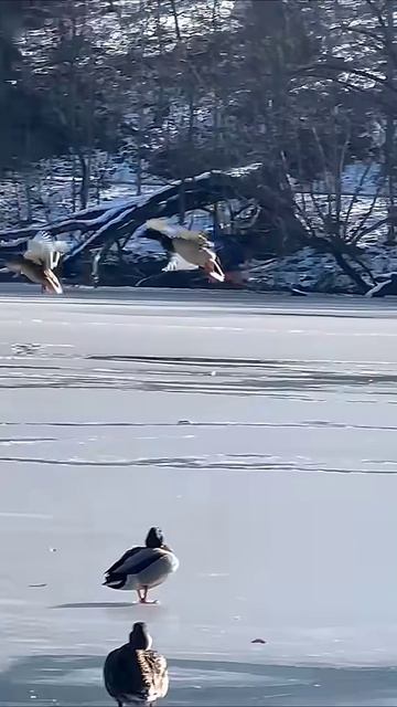 Кряквы, выживающие в ледяном озере смотреть онлайн