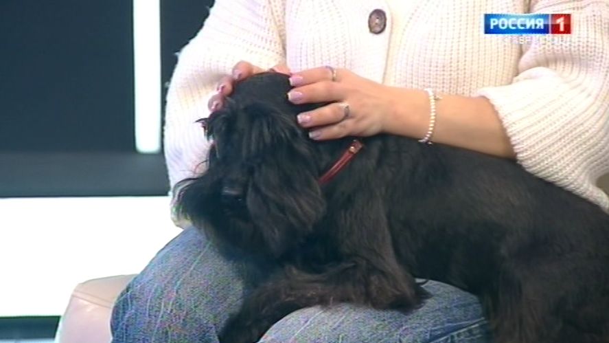 Как позаботиться о домашнем питомце зимой смотреть онлайн