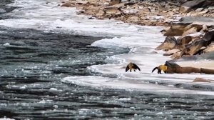 📷Игры куниц в провинции Цинхай