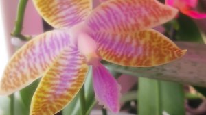 Цветение орхидей в январе 2026г.