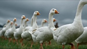 Гром деревенский Гром мы гуляем со своим двором