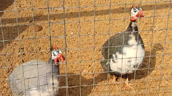 Цесарки смотреть онлайн