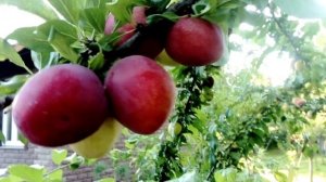Яблоня 'Кандиль', алыча 'Кубанская комета' и 'Злато скифов', виноград, пион