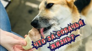 Что за собачья жизнь? / Статья - в Видео / Архив от 03.02.2022