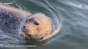 Упитанные нерпы позируют для фотографий у берегов Владивостока