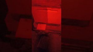 В9(DSA)23 Отзыв о наших чистопородных матках Бакфаст.