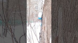 Синицы у кормушки