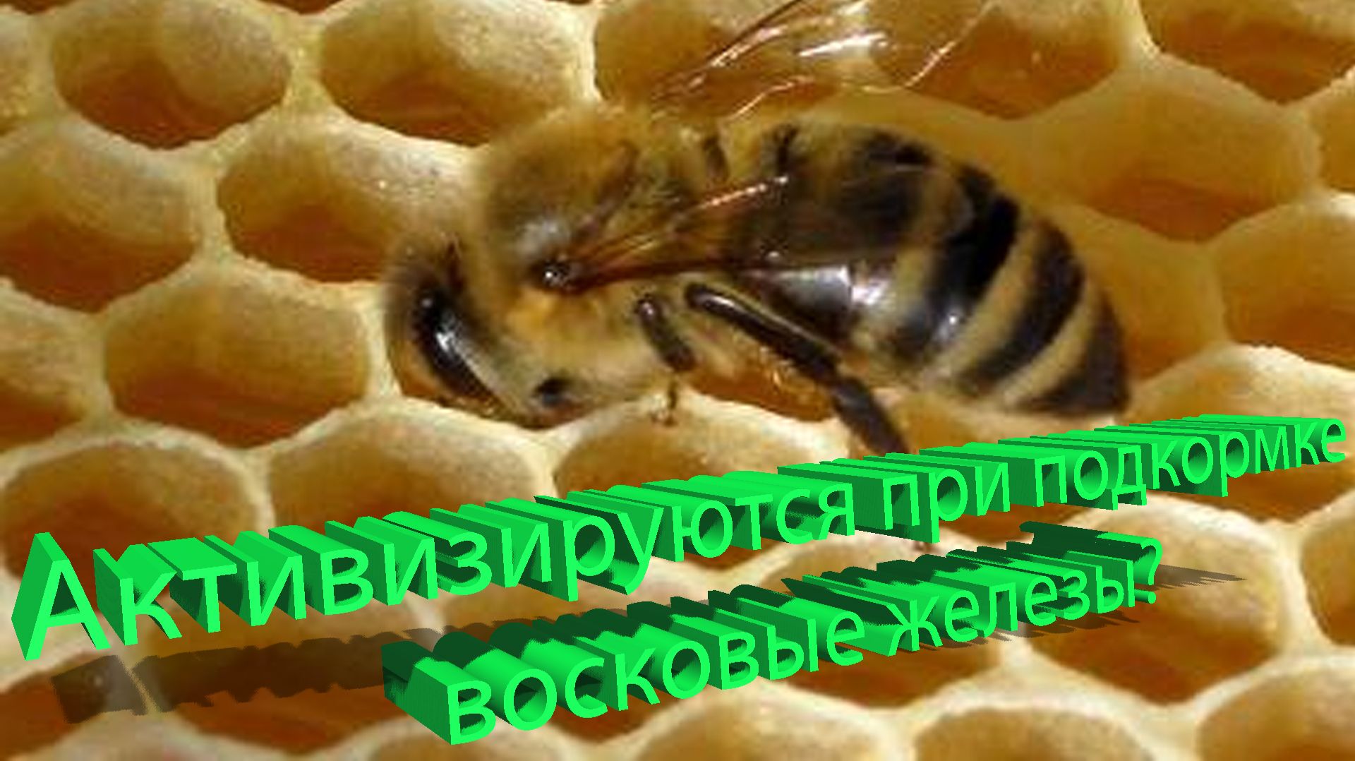 Правда ли, что подкормка стимулирует воск? Неожиданный ответ профессора Кашковского смотреть онлайн