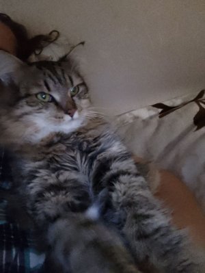 выживаю в Майнкрафте