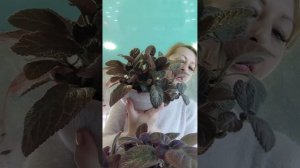 Самые лучшие цветы для интерьера.