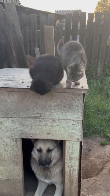 Осторожно, злая собака? смотреть онлайн