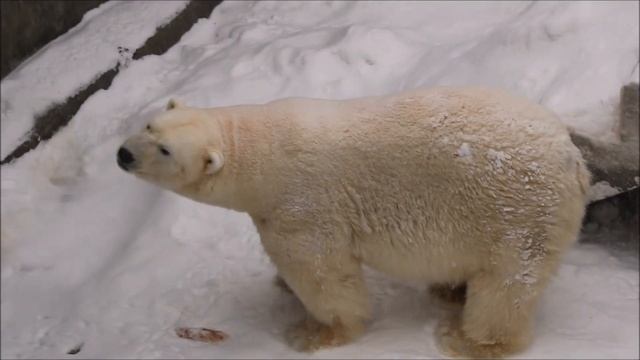Кай выспался и пошёл рыть снег 12.01.2026 смотреть онлайн