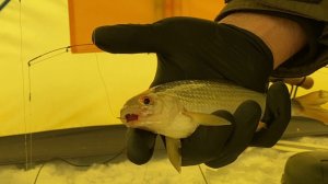 ЛУЧШАЯ УДОЧКА НА ПЛОТВУ ЗИМОЙ