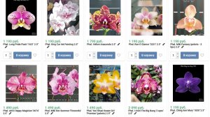🌸 ПРОДАЖА ОРХИДЕЙ. Предзаказ орхидей на сезон 2026 года. Орхидеи почтой. Купить орхидею.