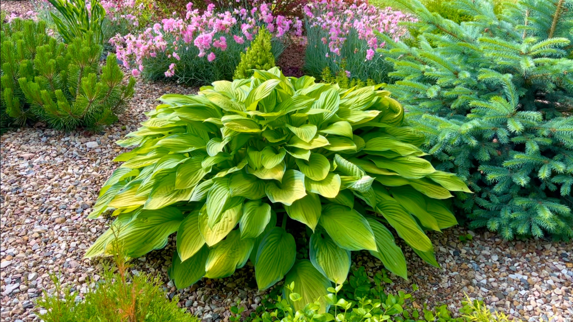 Декоративно лиственные хосты. Выбор места и опыт выращивания. смотреть онлайн