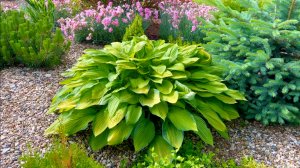 Декоративно лиственные хосты. Выбор места и опыт выращивания.