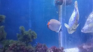 морские рыбки зоопарк Калининград 🐧🐵