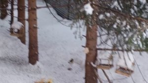 Белая полоска капризничает