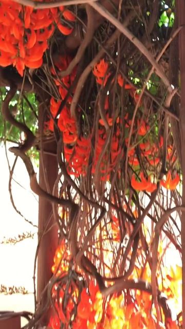 Беседка с прекрасным вьющимся растением — Красной Нефритовой лозой❤️ смотреть онлайн