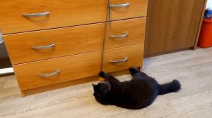 домашний влог