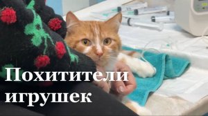 В новогодние праздники в Луганске участились обращения к ветеринарам