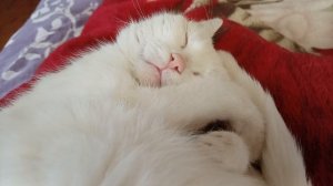 Как сладко дрыхну я у мамочки в ногах! 😸😸😸😸😸😸😸😸😸😸😸😸😸😸😸😸😸😸😸😸😸