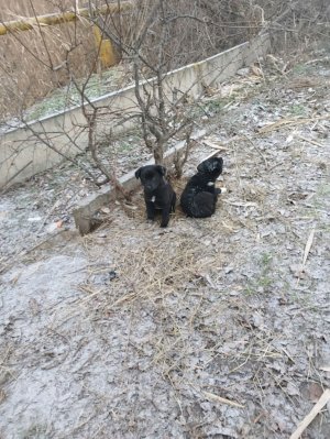 иду к кутятам бедные брошенные 
одни