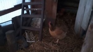 Фитогрелку для кур. Ждём морозов- соломки подстелила.