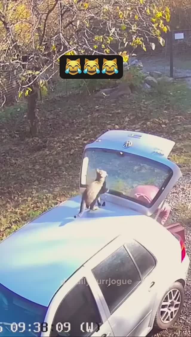 Мохнатые 🐈 бандиты смотреть онлайн