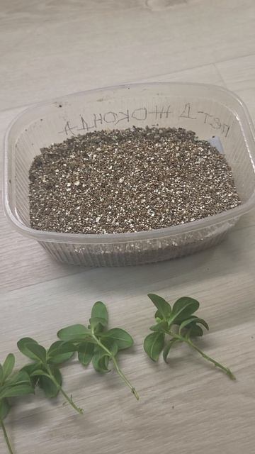 ЧЕРЕНКОВАНИЕ КАЛИБРАХОА смотреть онлайн