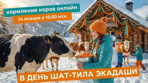 Кормление коров в день Шат-тила Экадаши, 14.01.2026г., Планета коров