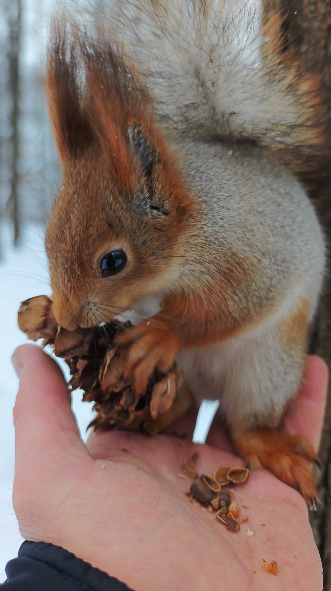 Белка на ладони смотреть онлайн