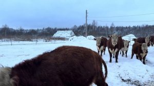 Успеть всё- на мясной и молочной ферме! 70 голов КРС , развиваем сельское хозяйство!