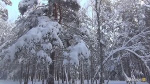 Прогулка по зимнему лесу ❄️