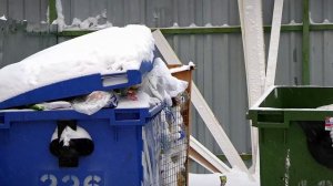 После праздников - куда деть живую елку