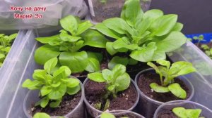 Перенесла петунию под новую фитолампу . 13.01.26г