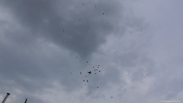 Бойные голуби садятся смотреть онлайн