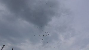 Бойные голуби садятся