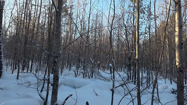 Подъём беляка с лёжки смотреть онлайн