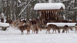 Снегопады стали испытанием абсолютно для всех