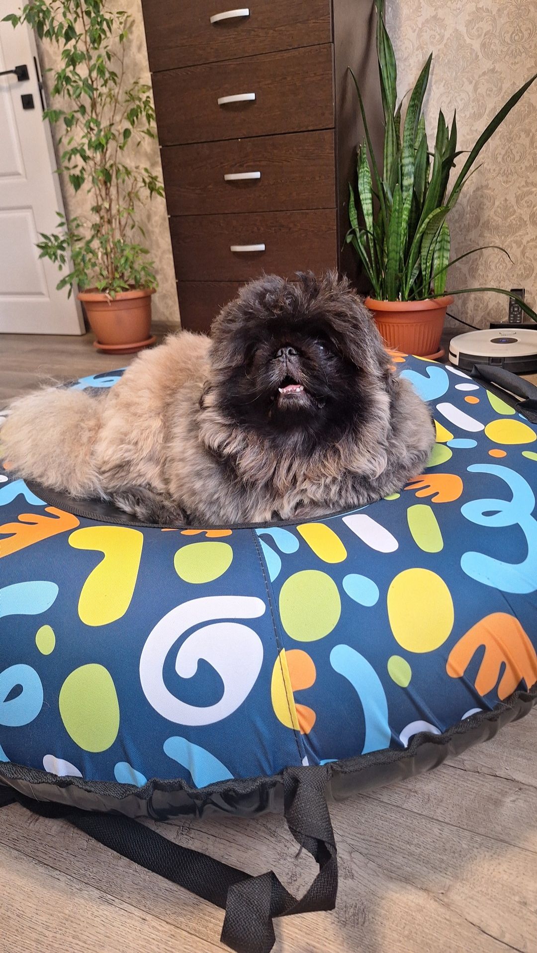 Пекинес Дендик и ватрушка тюбинг смотреть онлайн